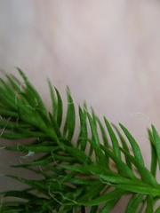 Lycopodium clavatum