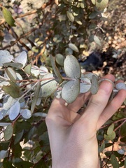 Eucalyptus ecdysiastes