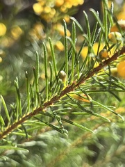 Dillwynia floribunda