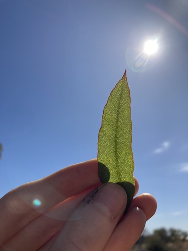 Image of Eucalyptus ecdysiastes by (c) Thomas Mesaglio, some rights reserved (CC BY)