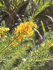 Dillwynia floribunda