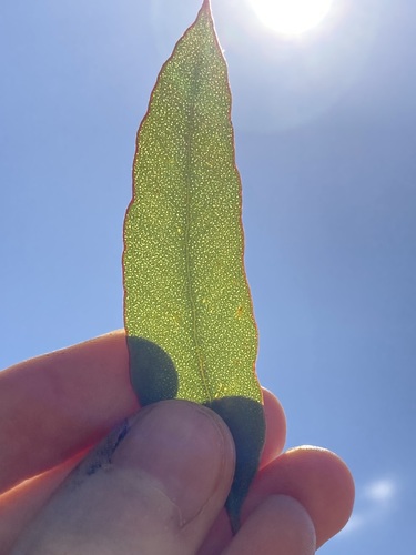 Image of Eucalyptus ecdysiastes by (c) Thomas Mesaglio, some rights reserved (CC BY)