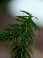 Lycopodium clavatum