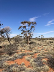Eucalyptus rigidula interior