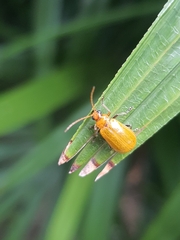 Aulacophora coffeae