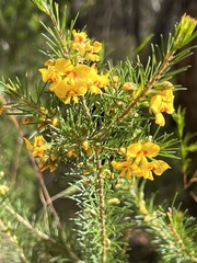 Dillwynia floribunda