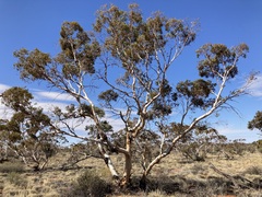 Eucalyptus rigidula interior