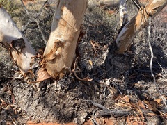 Eucalyptus rigidula interior