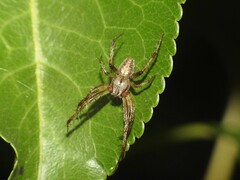Neoscona arabesca