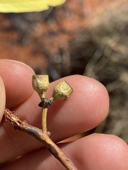 Eucalyptus rigidula interior
