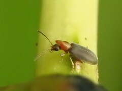 Notoxus murinipennis