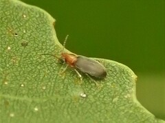 Notoxus murinipennis