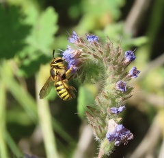 Anthidium
