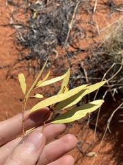 Eucalyptus rigidula interior