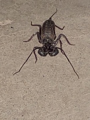 Mastigoproctus tohono