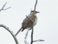 Myiodynastes maculatus