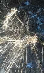 Cymbopogon pospischilii