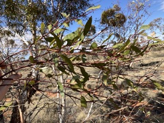 Eucalyptus rigidula interior