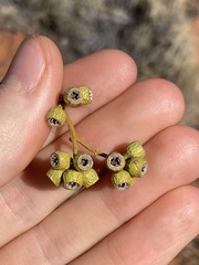 Eucalyptus rigidula interior