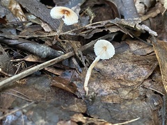 Lepiota
