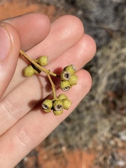 Eucalyptus rigidula interior