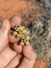 Eucalyptus rigidula interior