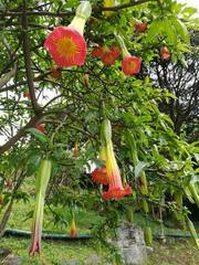 Brugmansia sanguinea