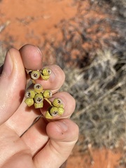 Eucalyptus rigidula interior