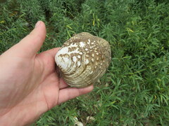Cyclonaias tuberculata