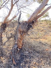 Eucalyptus rigidula interior