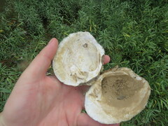 Cyclonaias tuberculata