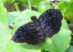Cycloglypha thrasibulus