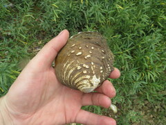 Cyclonaias tuberculata