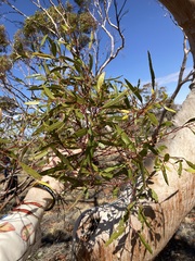 Eucalyptus rigidula interior