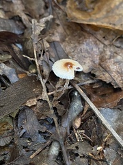 Lepiota