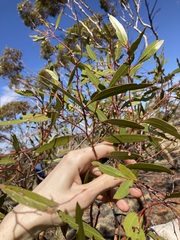 Eucalyptus rigidula interior