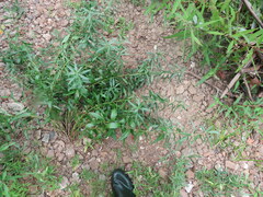Amsonia illustris