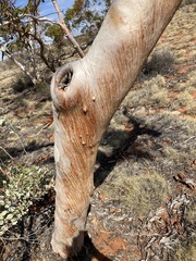 Eucalyptus rigidula interior