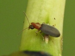 Notoxus murinipennis