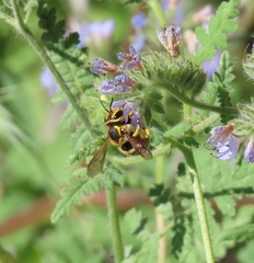 Anthidium
