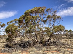 Eucalyptus rigidula interior