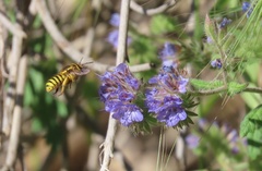 Anthidium