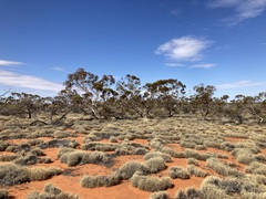 Eucalyptus rigidula interior