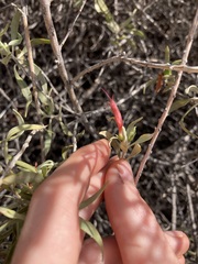 Eremophila glabra