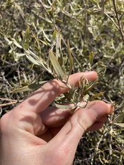 Eremophila glabra