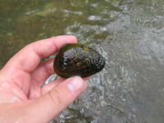 Lemiox rimosus