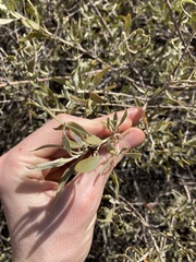 Eremophila glabra