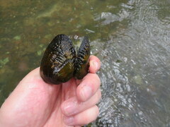 Lemiox rimosus
