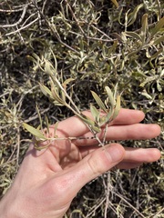 Eremophila glabra