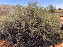 Eremophila glabra